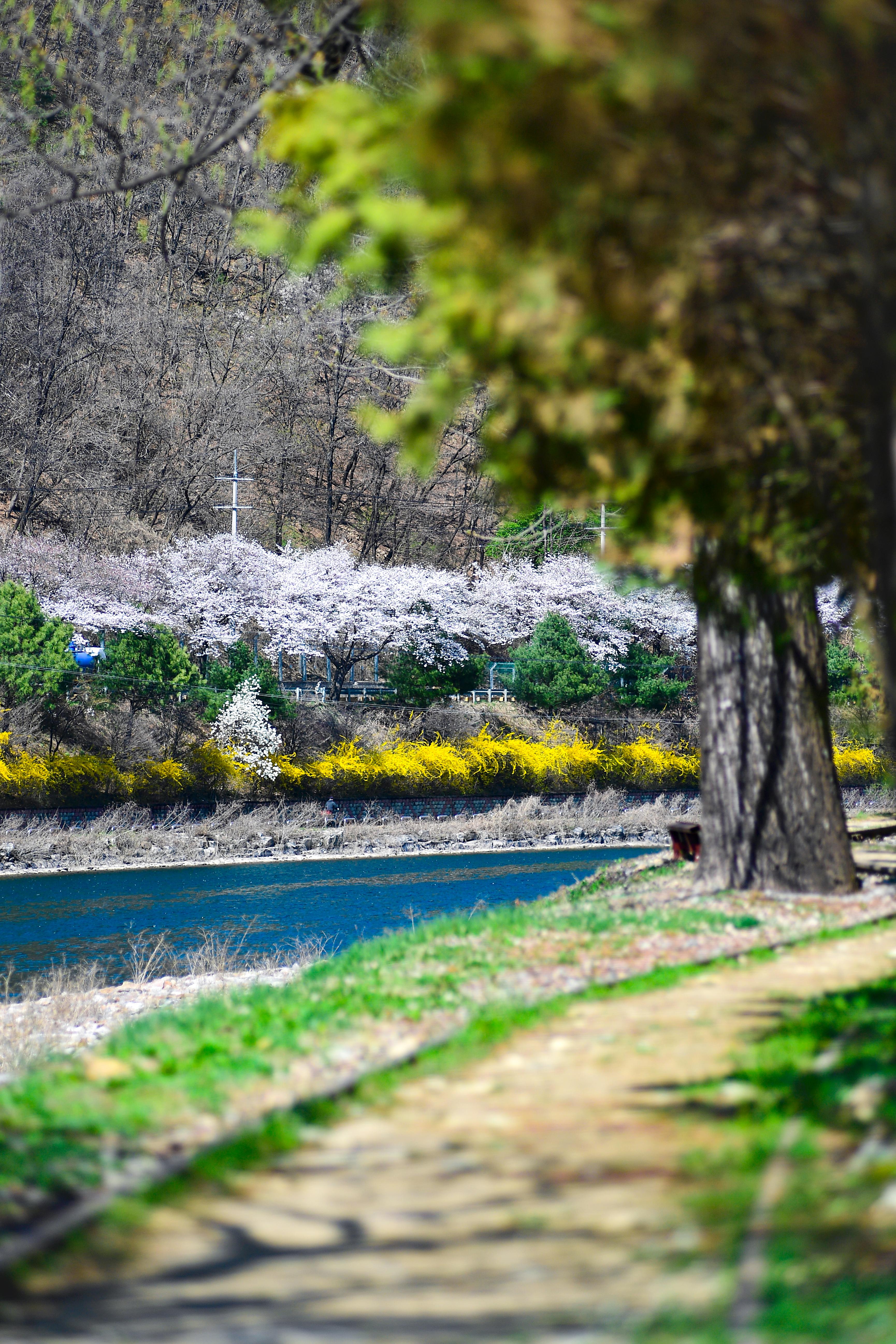 2024 화천 벚꽃 전경 의 사진