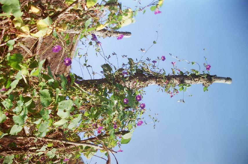 파로호 풍경 의 사진