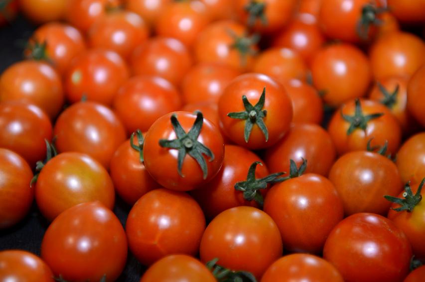 2015 화천군 사내면 사창리 토마토 선별장  의 사진