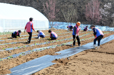 2016 사랑의 김치 나눔행사 위한 배추 모종 심기 의 사진