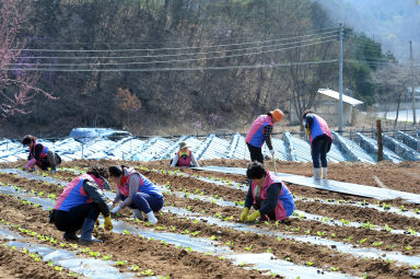 2016 사랑의 김치 나눔행사 위한 배추 모종 심기 의 사진