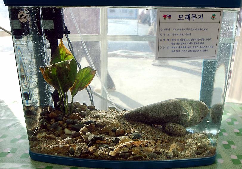 민물고기 전시 의 사진
