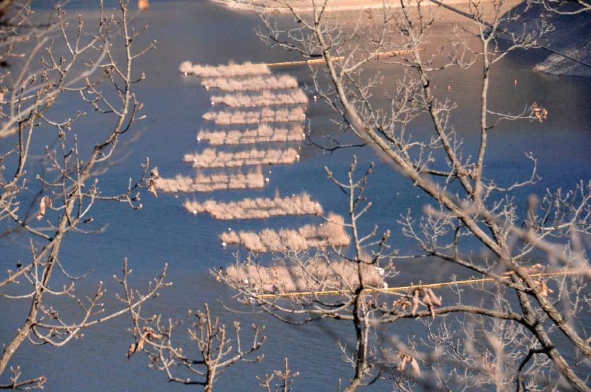 2017 간동면 구만리 파로호 인공수초 전경 의 사진