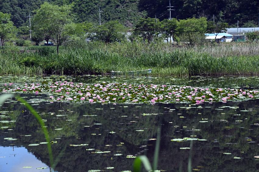 2017 하남면 서오지리 연꽃단지 전경 의 사진