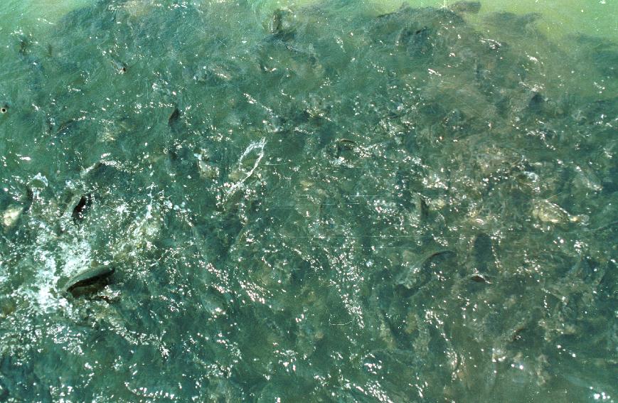 파로호양어장 의 사진