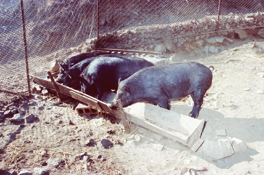 멧돼지 사육 의 사진