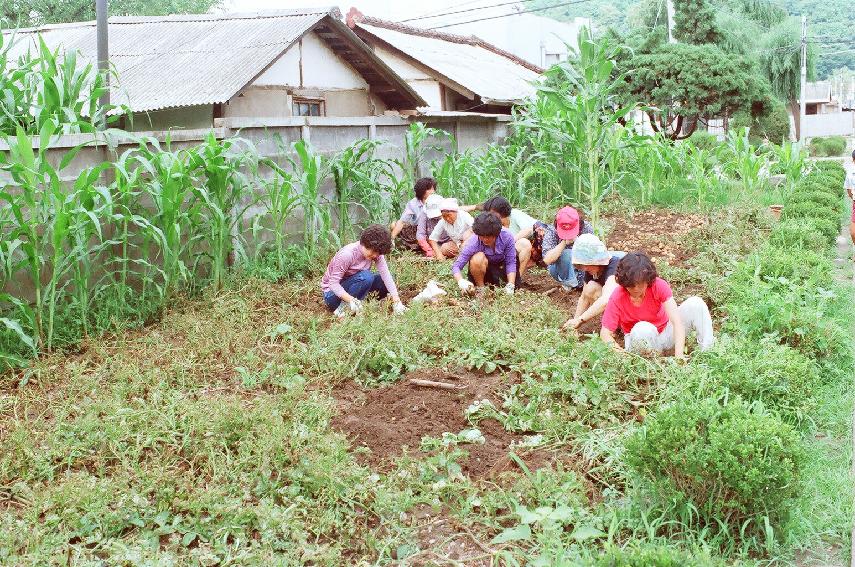 새마을 부녀회  감자수확 사진