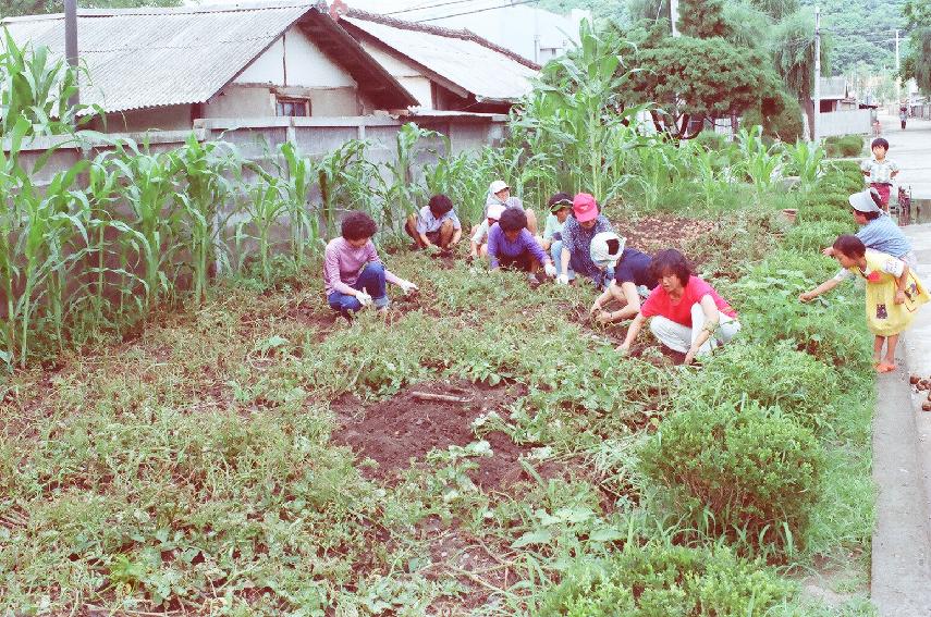 새마을 부녀회  감자수확 의 사진