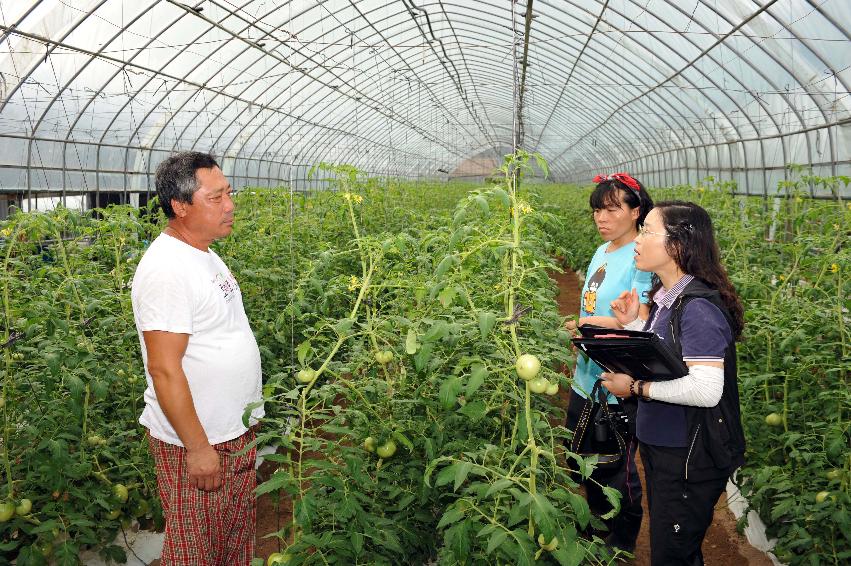 2011 서규홍 농림수산식품부 장관 화천토마토재배농가 방문 의 사진