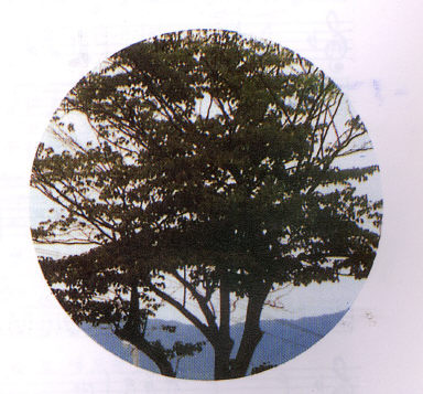 층층나무 의 사진